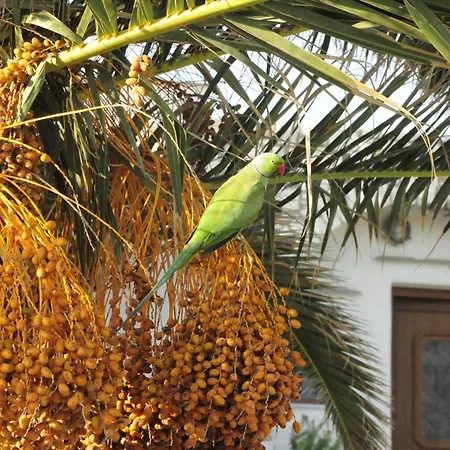 Anemones & - Onar Collection Molos (Paros)