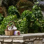 Anemones & - Onar Collection 4*