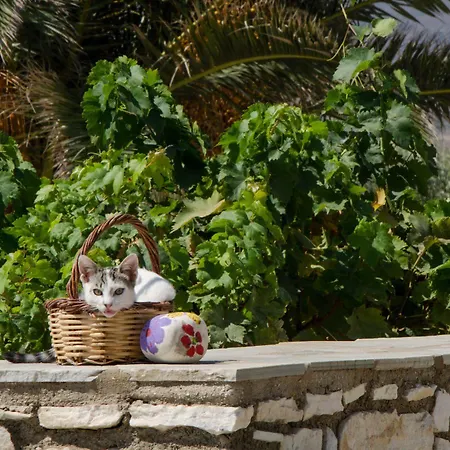 Anemones & - Onar Collection 4*