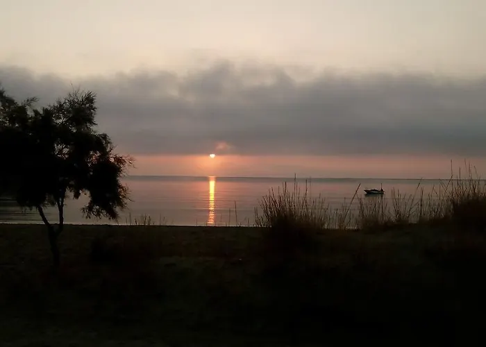 Anemones & - Onar Collection 4*