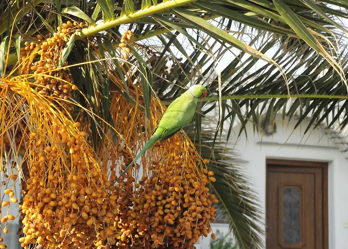 Anemones & - Onar Collection Mólosz Páru