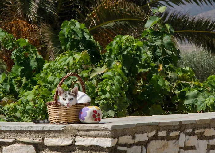 Anemones & - Onar Collection 4*